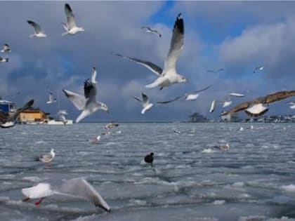 В Чувашии усилят профилактику птичьего гриппа