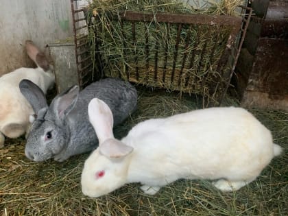 Нас не догонят, или Каким будет год Черного Водяного Кролика