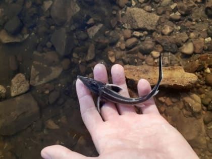 В Чебоксарское водохранилище выпущено более 16,6 тысяч единиц стерляди