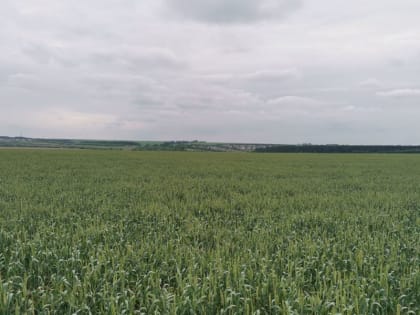 В Батыревском муниципальном округе проведен осмотр полей