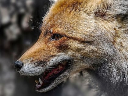 Карантин в Канашском районе: вспышка бешенства среди диких животных