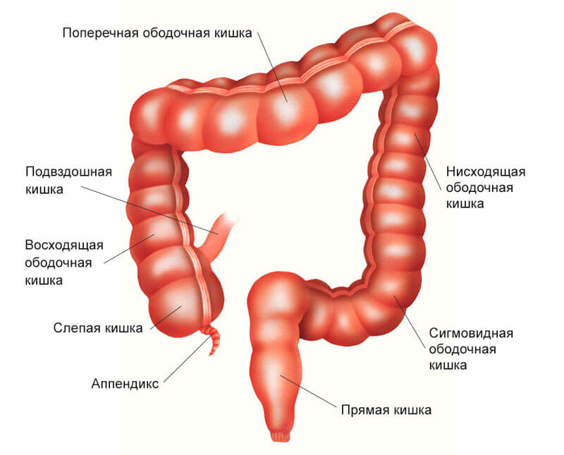 Где находится слепая кишка у человека фото