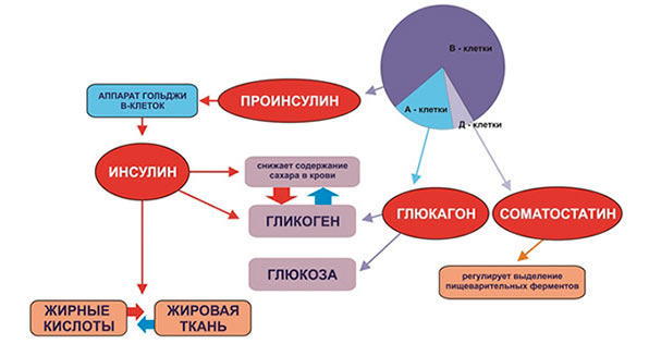 Соматостатин поджелудочной железы. Инсулин и глюкагон. Инсулин и глюкагон функции. Инсулин глюкагон соматостатин. Гормоны поджелудочной железы соматостатин.