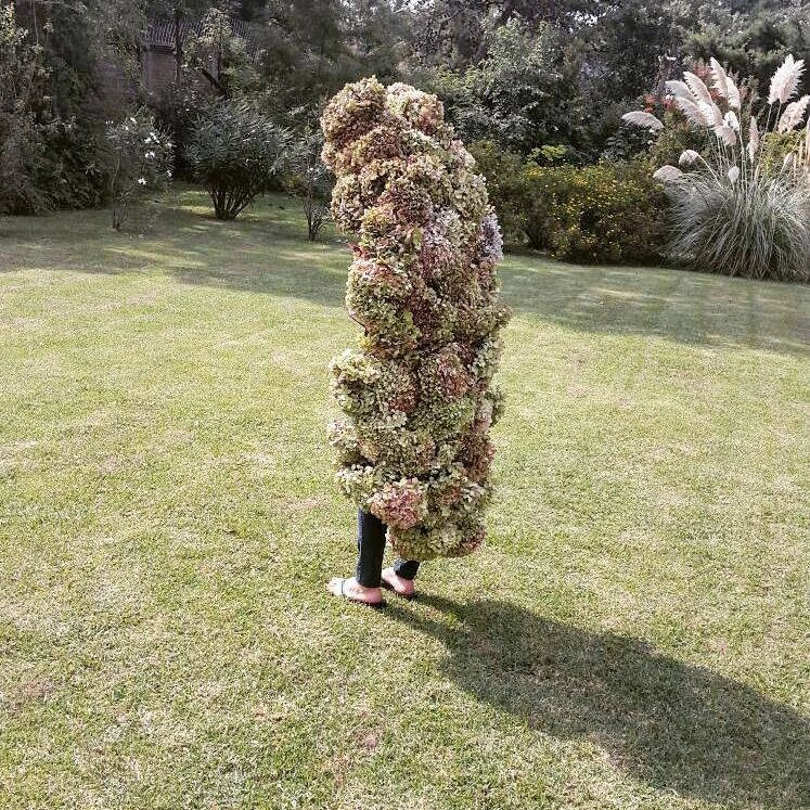 Tejido de Hortensias — vista 1