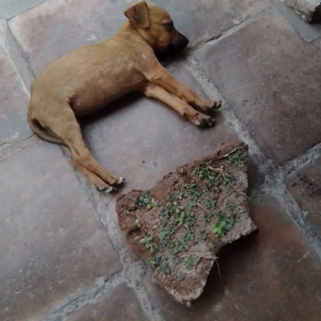 Residencia Museo Jallpha Calchaqui, San Carlos, Salta — 7