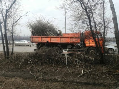 В Иркутске проводят санитарную обрезку деревьев