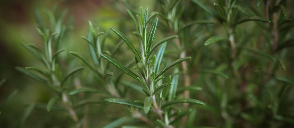 প্রকৃতির আসল স্বাদ