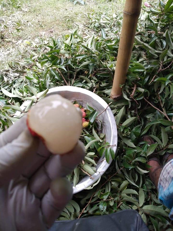 হিমসাগর আম - মিষ্টি স্বাদের রাজা image 2