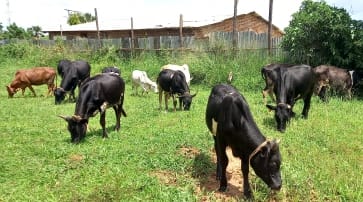 How government led cattle restocking programme flopped in northern ...