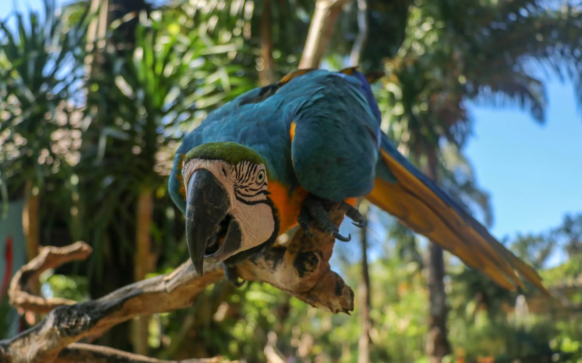 Wildlife on the oxbow and in the canopy