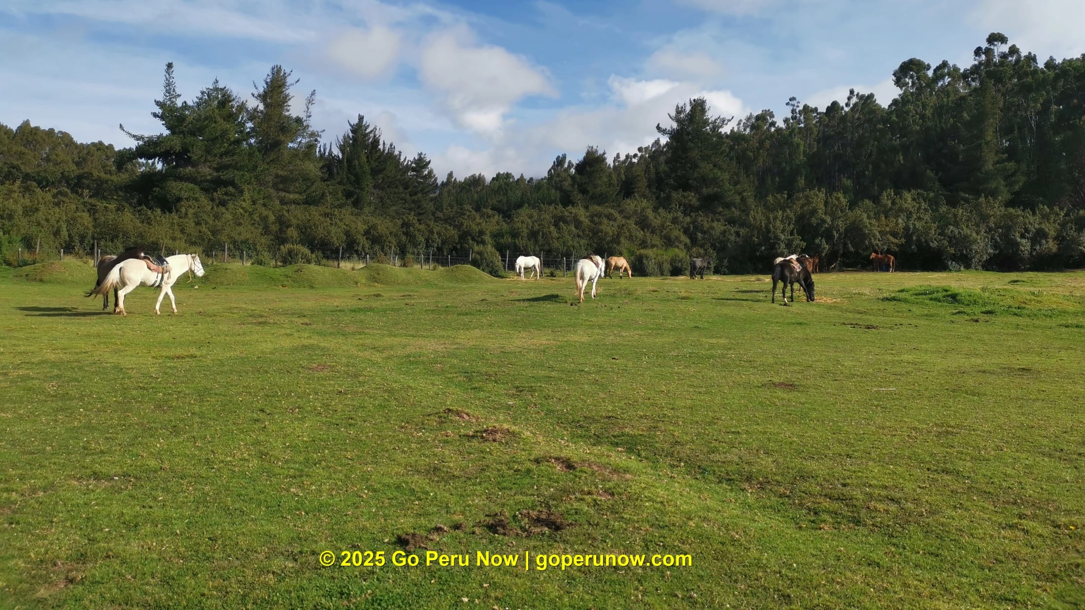 Horses moving through open high-country grassland
