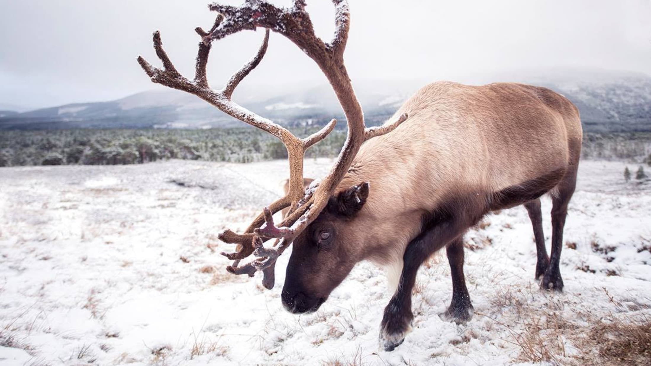 High-country animals on open grassland