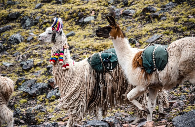 A camelid in high-country wool — the fibre of the weaving day