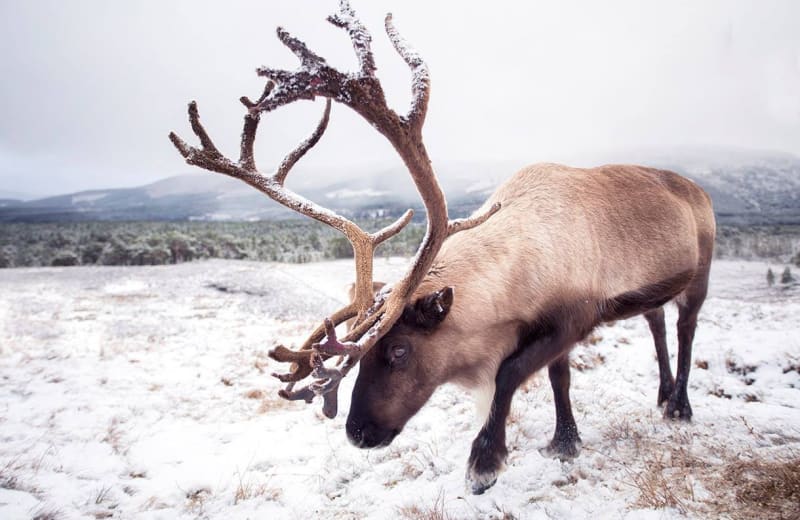 High-country animals on open grassland
