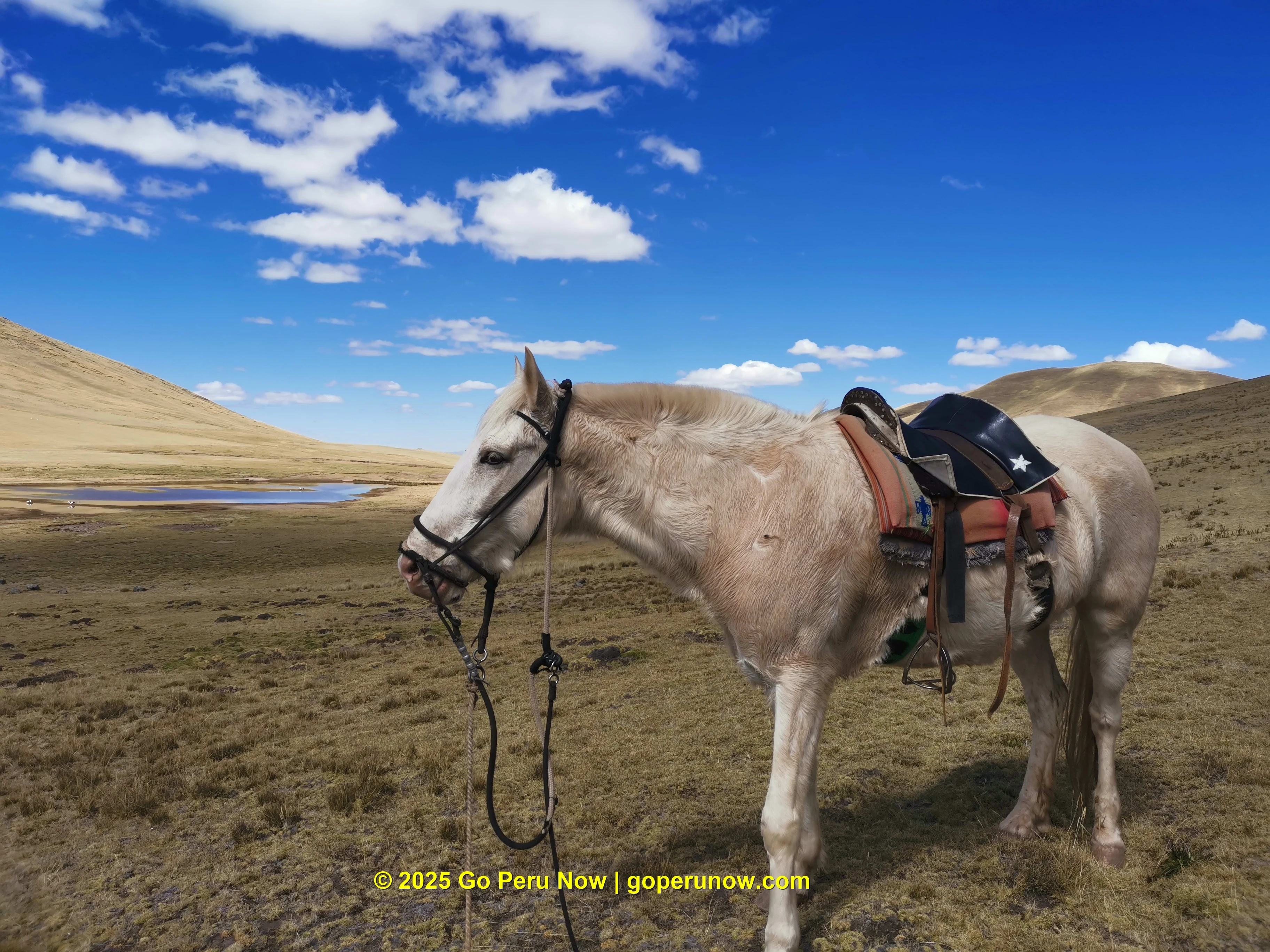 Private Custom Adventure