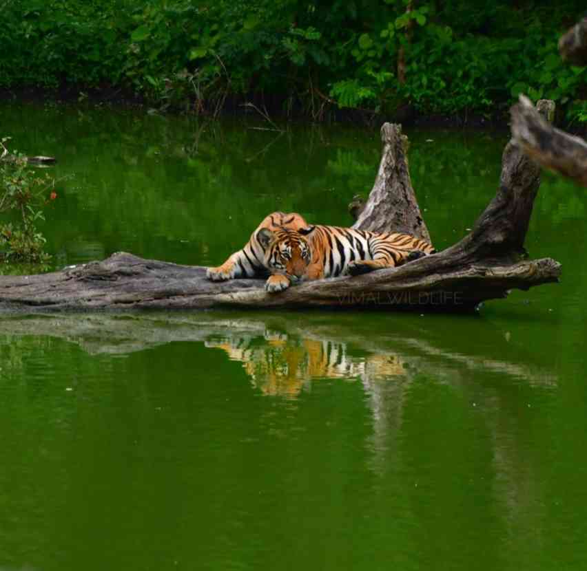 MUDUMALAI