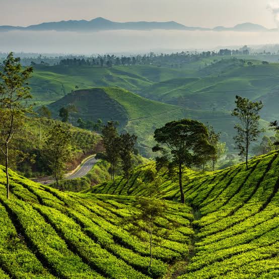 OOTY