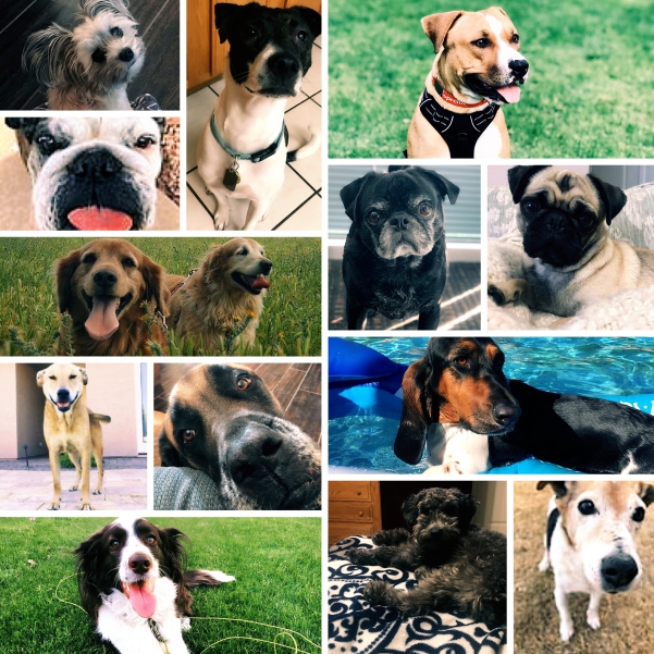 Collage of OptimumHQ dogs