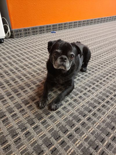 OptimumHQ office mascot Cooper the pug