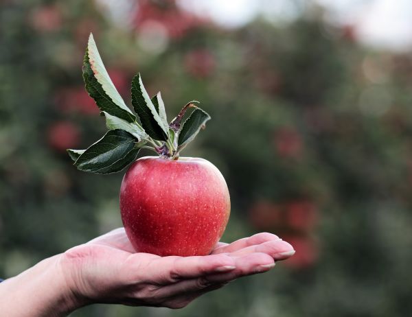 apple on the farm