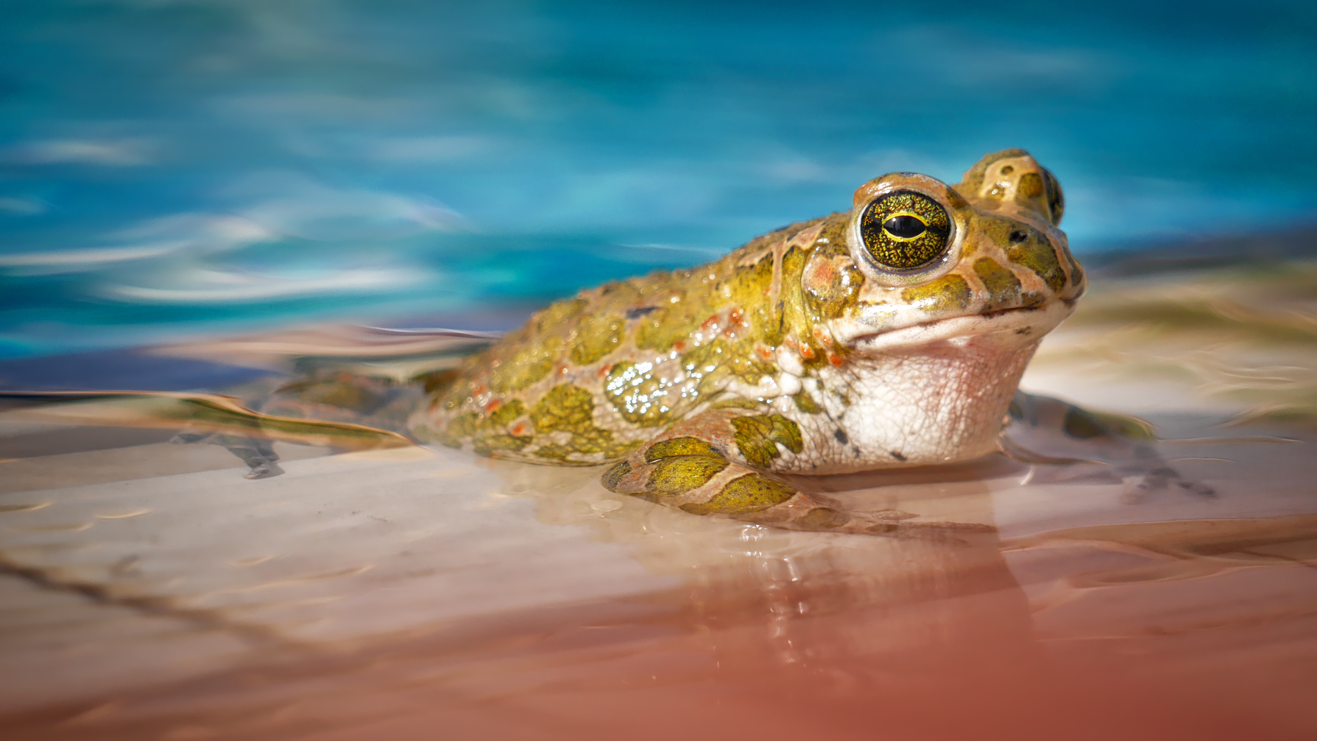 frog in water