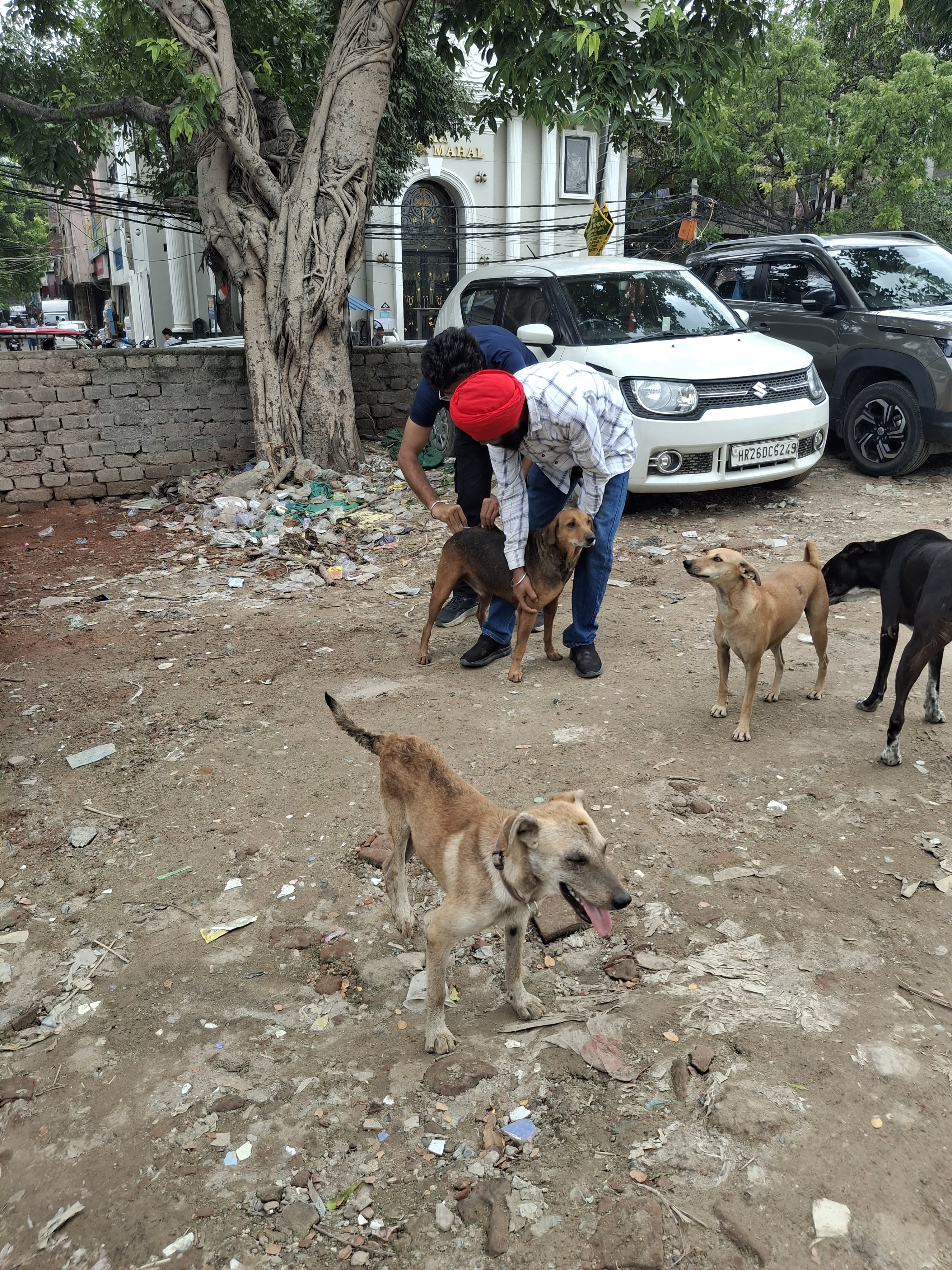 Pawsitive Protectors: Saving Lives One Animal at a Time