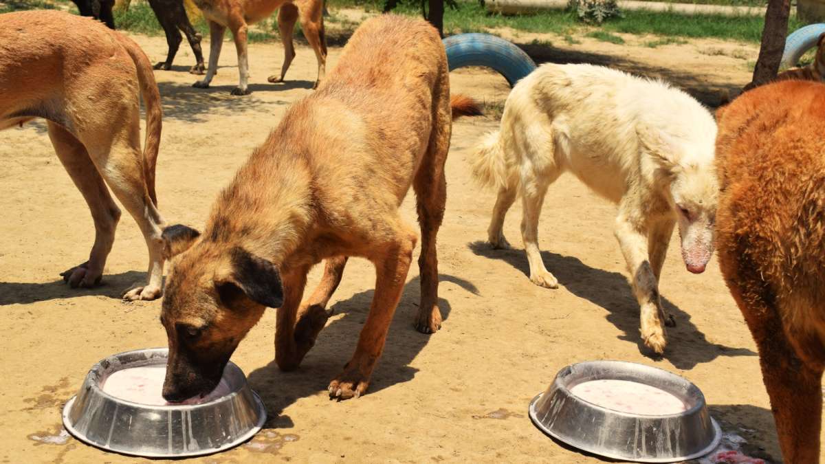 Street animals receiving daily nutrition through Bowls of Hope feeding programs by AnimalCare India