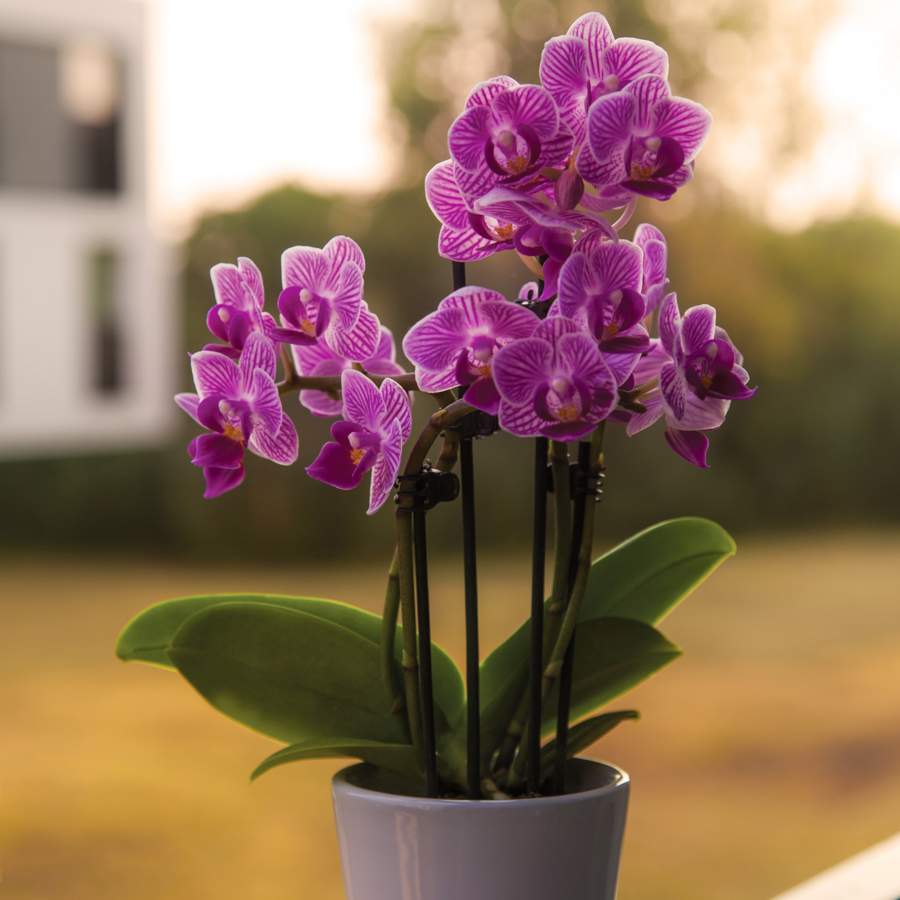 Orquídeas