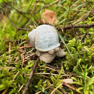 En snegl i græs