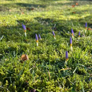 Krokus på vej op gennem en græsplæne