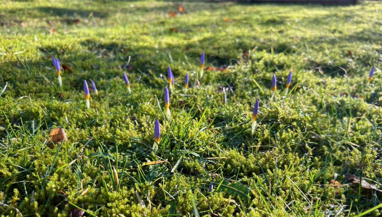 Krokus på vej op gennem en græsplæne