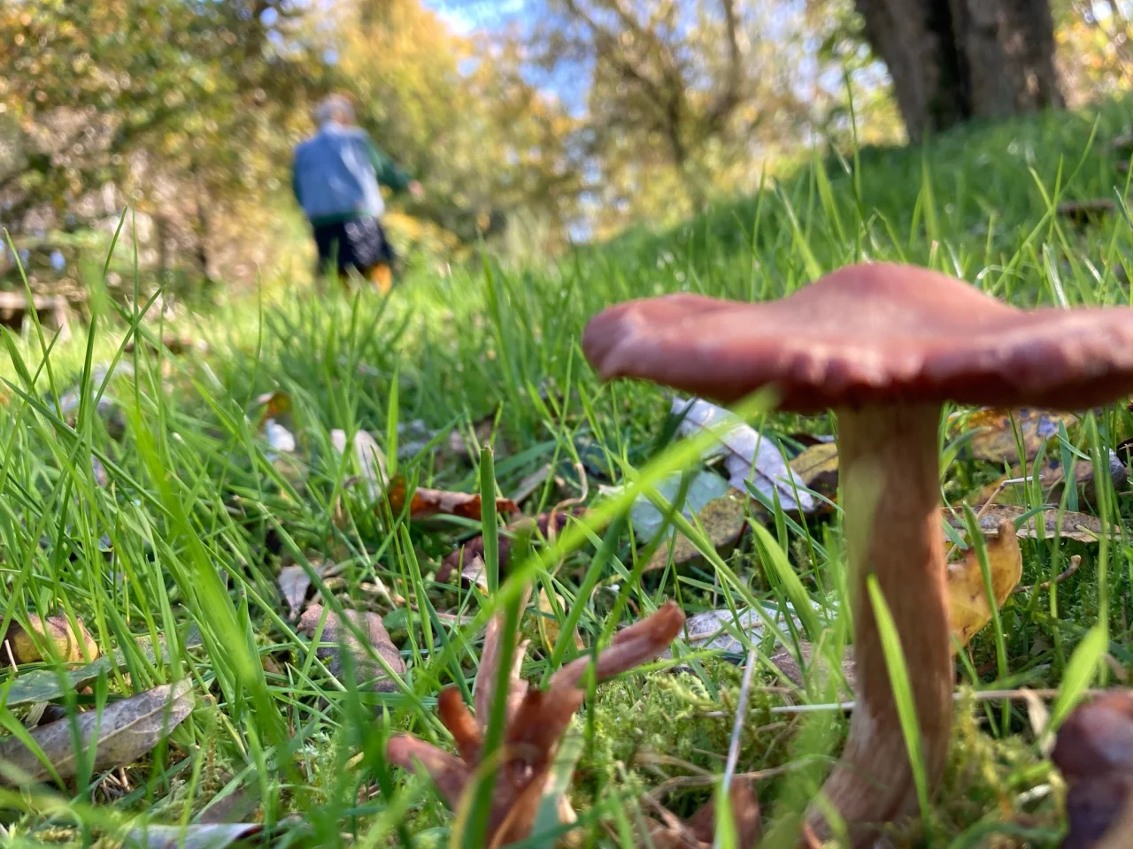 En svamp i en græsplæne