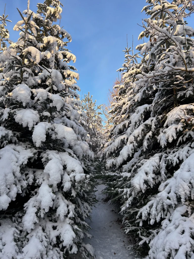 Grantræer med sne på