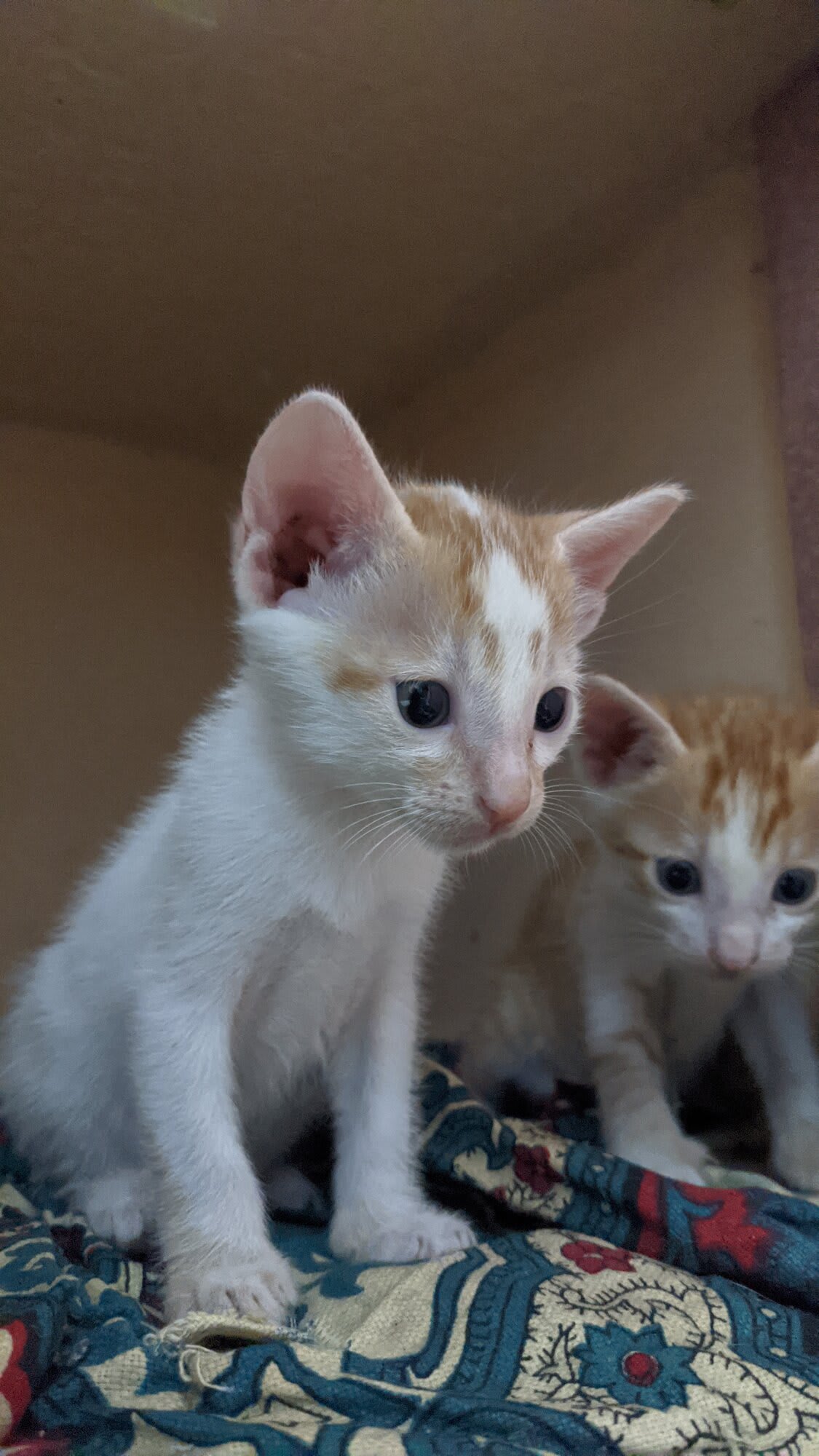 Cutest cats or what. I am absolutely blessed in life