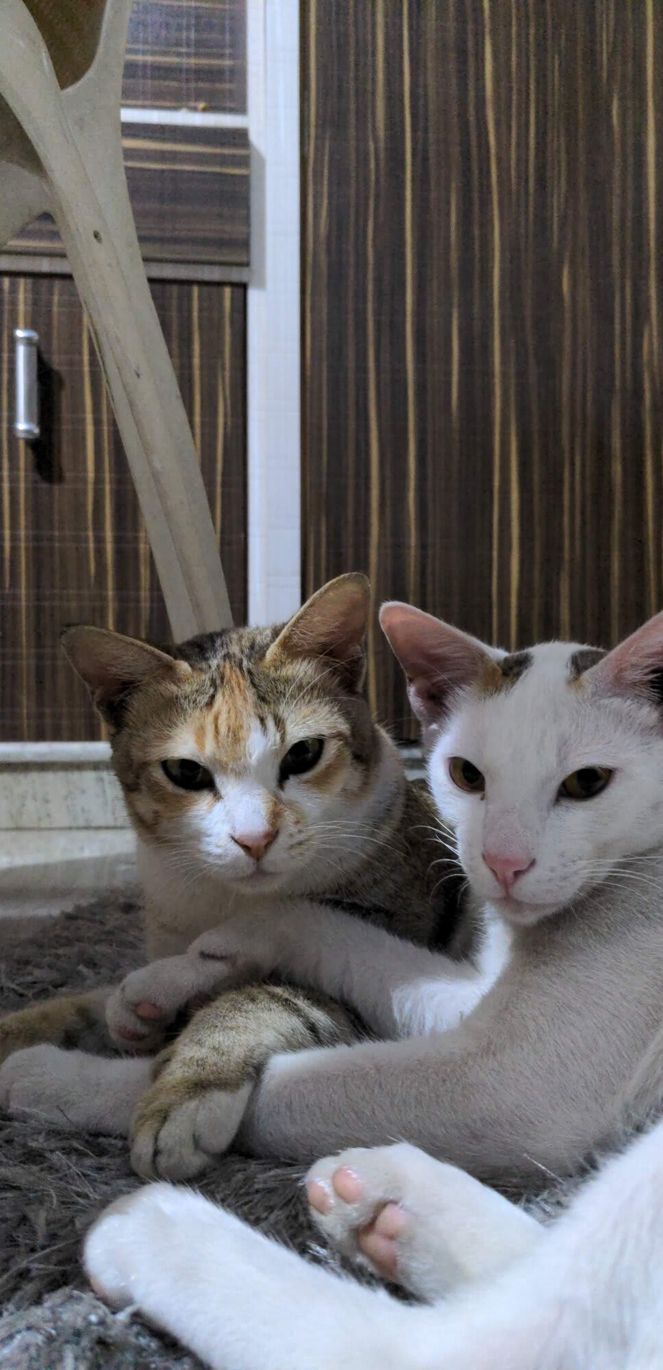 Mom giving don't mess with us vibes and the son giving if you mess with me, my mom will absolutely trash you.