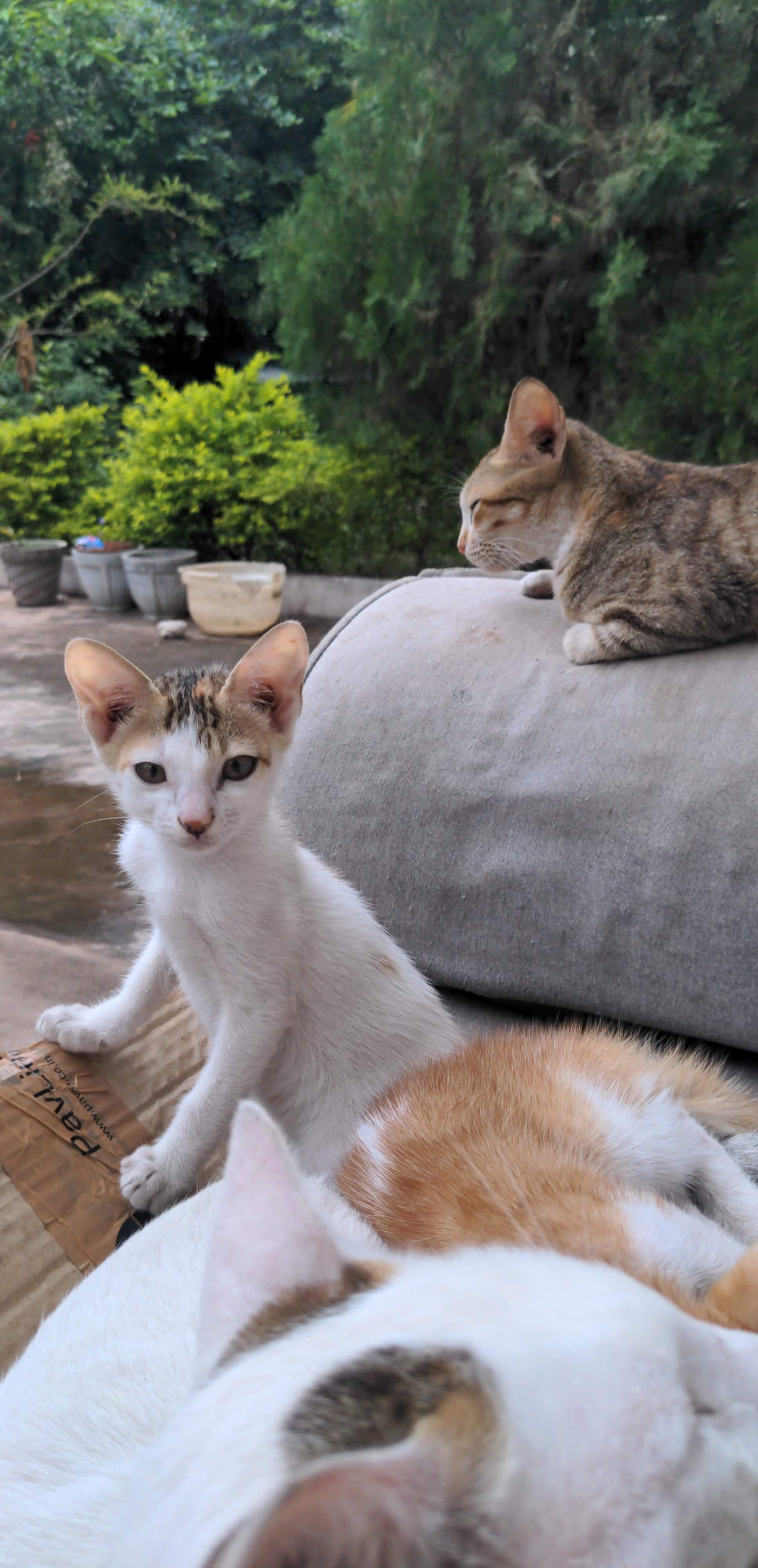 This is my current home screen. I love this photo a lot. One cat just posing for a picture. Another is my, the mom just minding her own business. The small one right in front of the camera just trying to be goofy. And couple others just sleeping. It's a whole family photo and I love it.