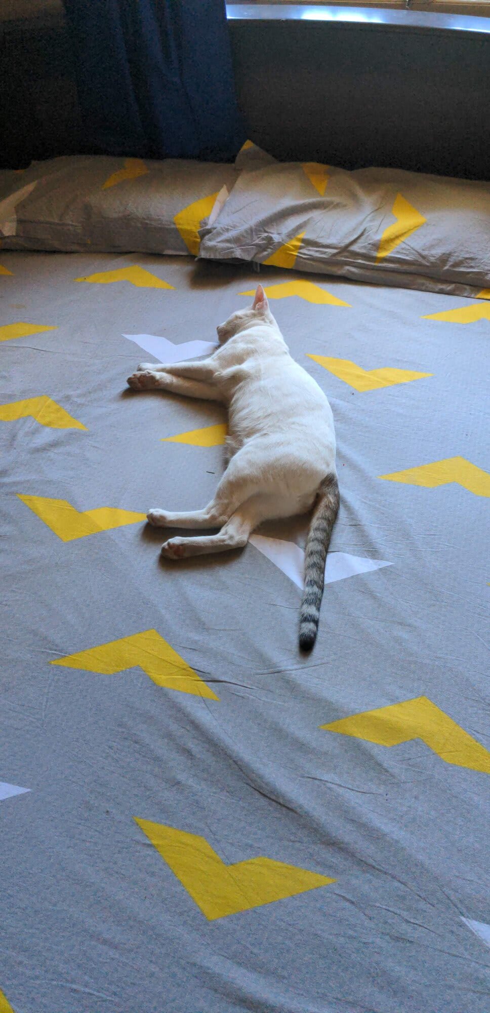 Look at my boy sleeping like a king. Generally my parents don't let cats sleep on their bed. And look at him in broad daylight sleeping like a king, too unbothered I love it.
