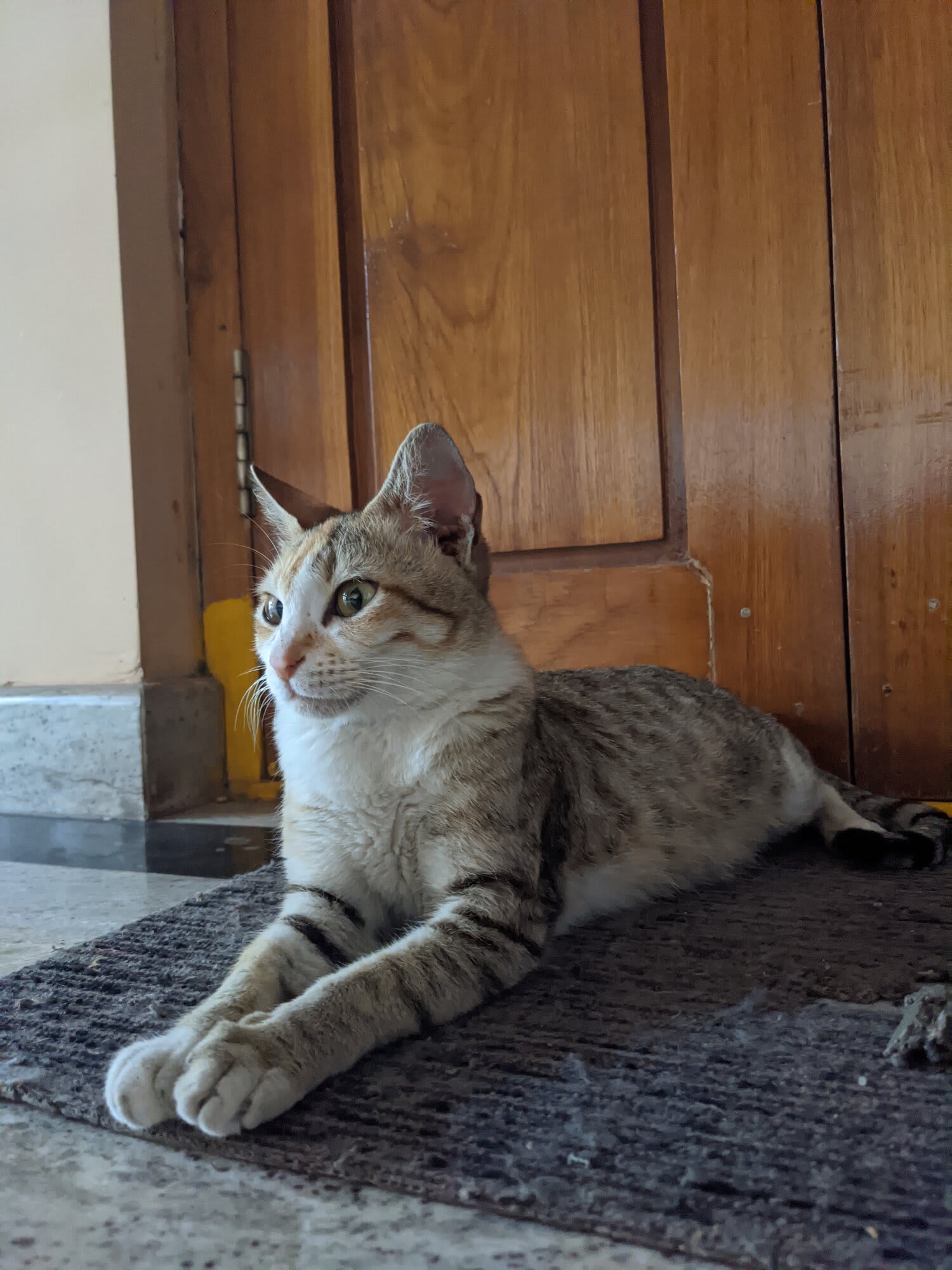 The Mom. The one and only. The fearless. THE GOAT. My all time favorite. Obavva. She feared no tomboy. She feared no dog. The most attractive eyes. She understood humans. Never once stole food from kitchen. Never once pooped inside the house. She trusted us with all her kitties.