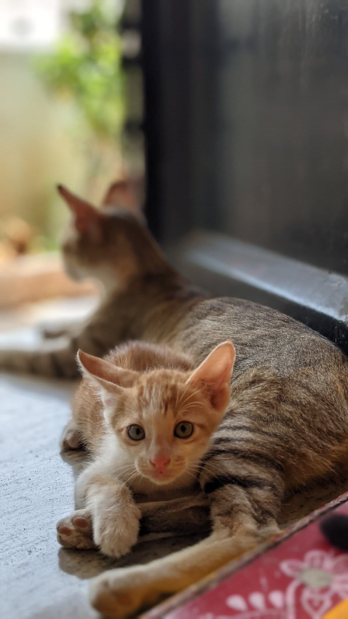 Cutest cats or what. I am absolutely blessed in life