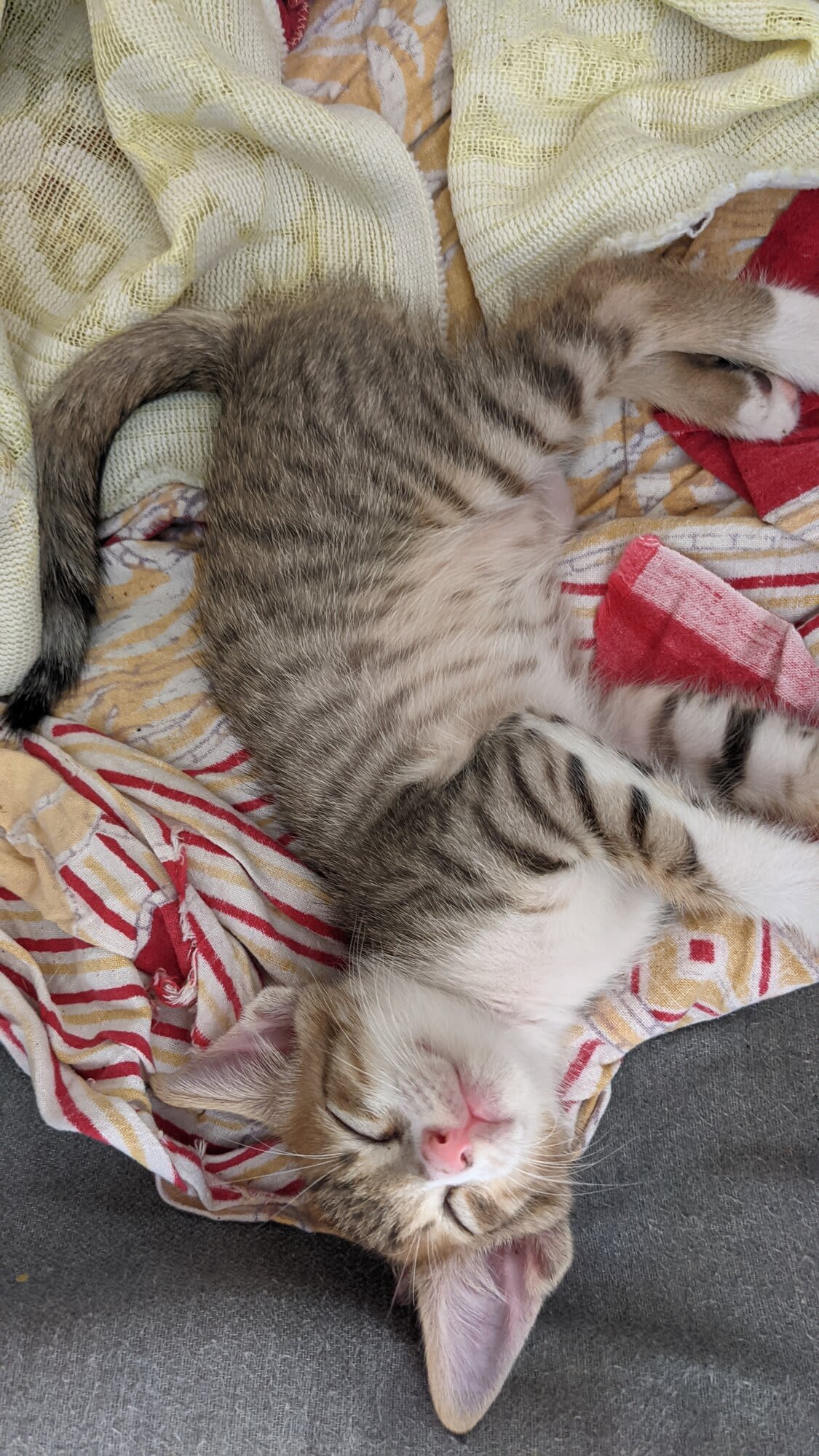 I'm just a happy cat and I like goofing around. Please don't mind me.