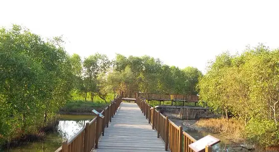 wisata-mangrove hutan mangrove wonorejo