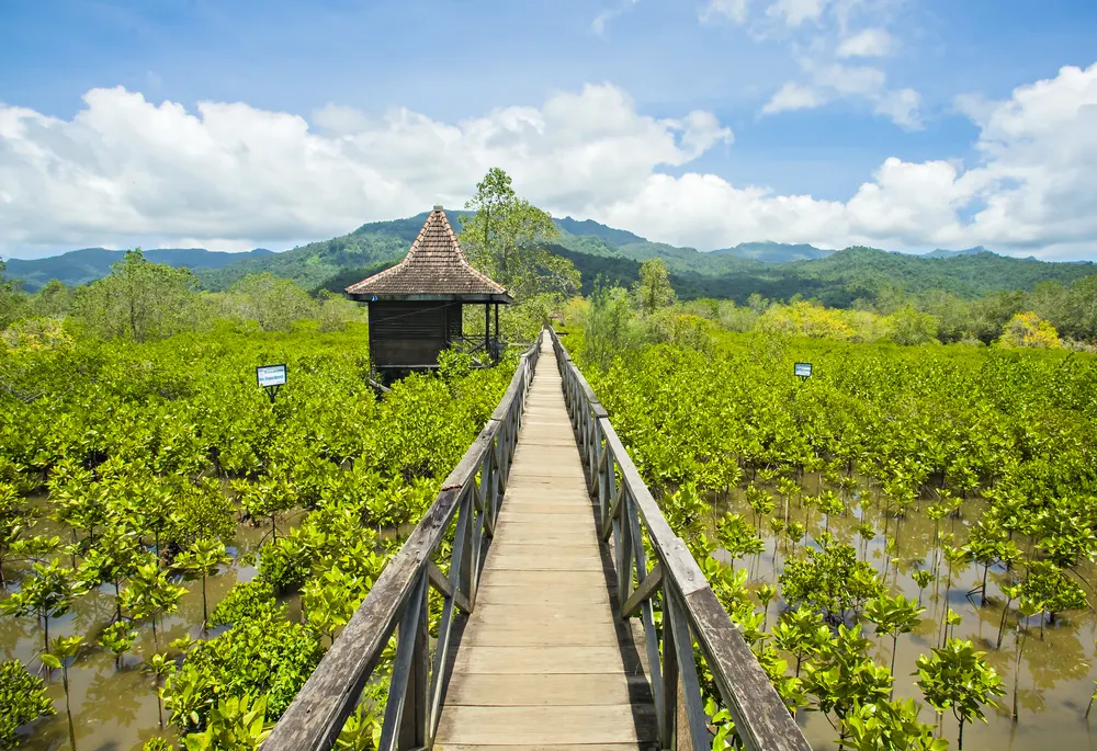 Hutan Bakau Margomulyo