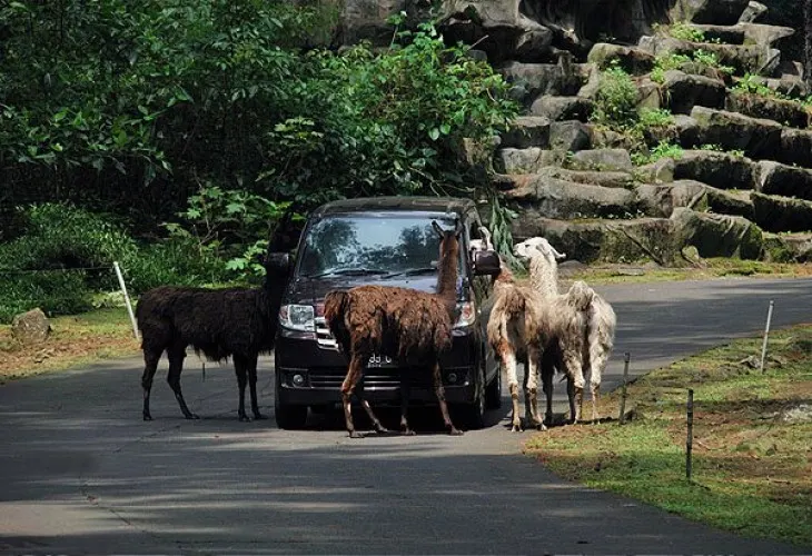 Taman Safari 2 - Prigen Pasuruan