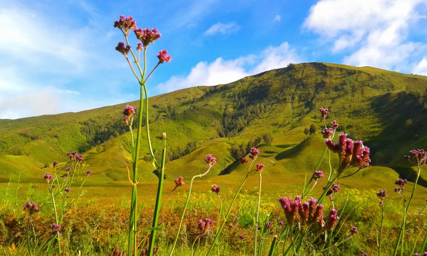 Bukit Teletubies bromo