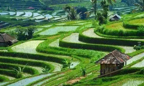 Jatiluwih Tabanan