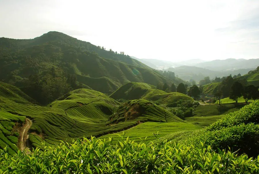 Agrowisata Tambi