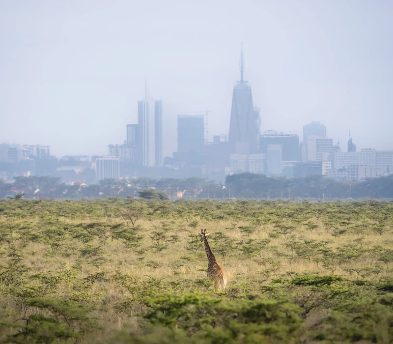 Nairobi Full-Day City Tour | National Park, Giraffe Centre & KICC