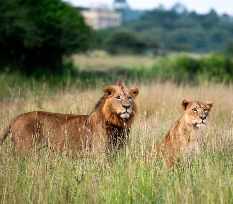 Nairobi Full-Day City Tour | National Park, Giraffe Centre & KICC