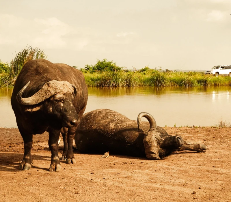 Nairobi Full-Day City Tour | National Park, Giraffe Centre & KICC