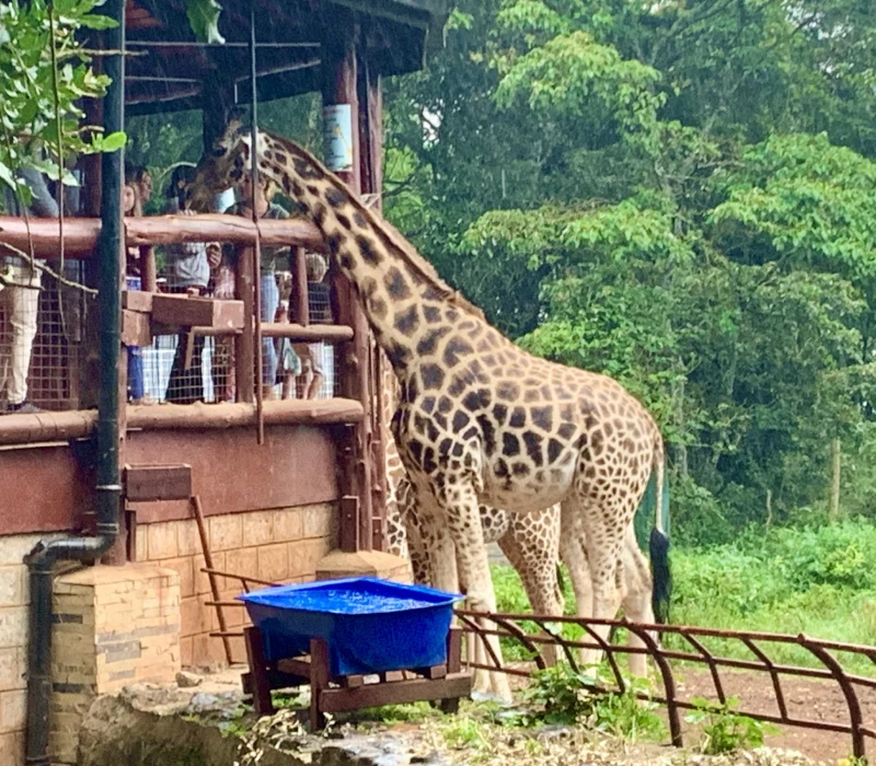Nairobi Full-Day City Tour | National Park, Giraffe Centre & KICC